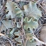 Verbascum undulatum Leaf