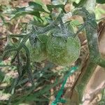 Solanum lycopersicum Frukt