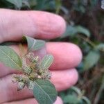 Cyrtocymura scorpioides Leaf