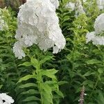 Phlox paniculataFlower