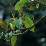 Magnolia campbellii Fuelha