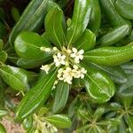 Pittosporum confertiflorum