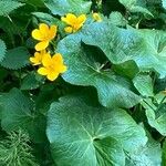 Caltha palustrisFlower