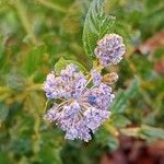 Ceanothus thyrsiflorus Flower