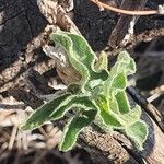 Ipomoea mombassana Leaf