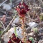 Linaria aerugineaFiore