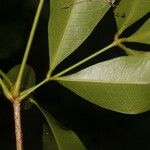 Forchhammeria trifoliata Blad