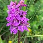 Dactylorhiza majalisFlor