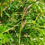 Carex sempervirens Fula