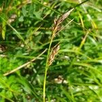 Carex sempervirens Bloem