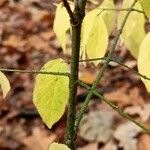 Euonymus verrucosus 叶