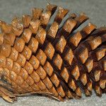 Pinus attenuata Fruit