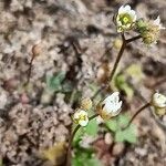 Draba verna Flower