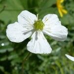Ranunculus platanifolius Fula