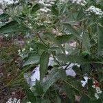 Eupatorium serotinum برگ