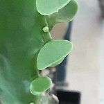 Euphorbia neriifolia Blatt