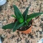 Aloe succotrina Habitus