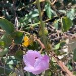 Gossypium sturtianum Flower