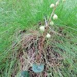 Pyrola chlorantha Otro