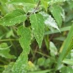 Monarda fistulosa 叶