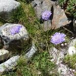 Scabiosa cinerea 整株植物
