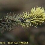 Carex ericetorum Blüte