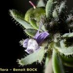 Linaria micrantha Flower
