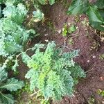 Crambe maritima Feuille