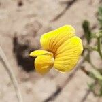 Adesmia muricata Flower