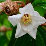Melastoma malabathricum Blüte