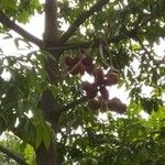 Sterculia foetida Fruit