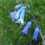 Brimeura amethystina Blomma