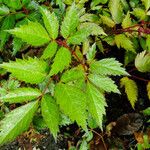 Astilbe japonica Hostoa