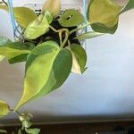 Philodendron hederaceumBlad