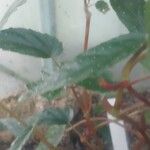 Begonia taiwaniana Leaf