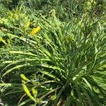 Hemerocallis citrina পাতা