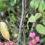 Euonymus europaeus बार्क (छाल)