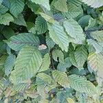 Carpinus orientalis Blad