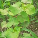 Fagopyrum tataricum পাতা