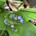 Myosotis arvensis Hàbitat