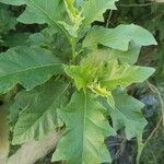 Solanum bonariense Leaf