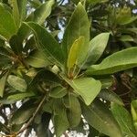 Ficus sansibarica Lehti