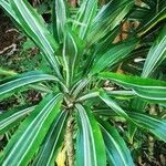 Dracaena reflexaLeaf