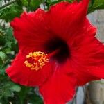 Hibiscus fragilisFlor