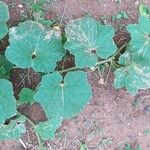 Cucumis melo Φύλλο