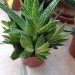 Gasteria obliqua (Aiton) DuvalЛисток