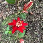 Passiflora miniata Flors