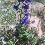 Delphinium nuttallianum Flor