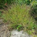 Molinia caerulea Агульны выгляд