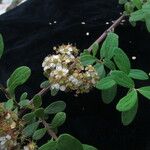 Spiraea canescens Celota